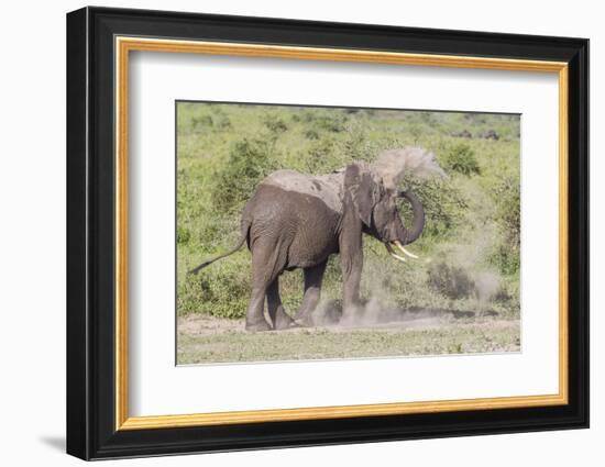 Elephant Taking a Dust Bath, Spraying Dust on its Head with its Trunk-James Heupel-Framed Photographic Print