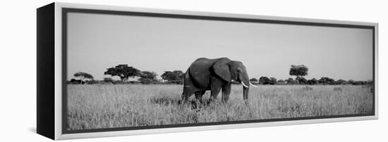 Elephant Tarangire Tanzania Africa-null-Framed Premier Image Canvas