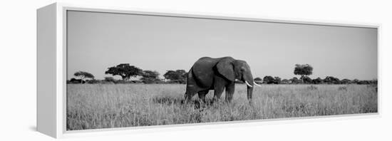 Elephant Tarangire Tanzania Africa-null-Framed Premier Image Canvas