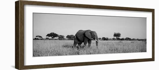 Elephant Tarangire Tanzania Africa-null-Framed Photographic Print