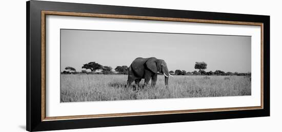 Elephant Tarangire Tanzania Africa-null-Framed Photographic Print