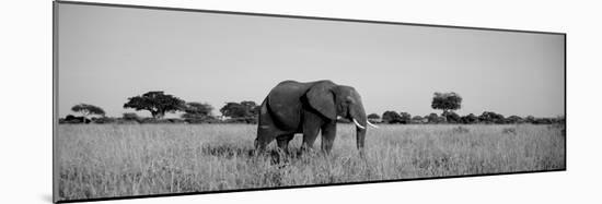 Elephant Tarangire Tanzania Africa-null-Mounted Photographic Print