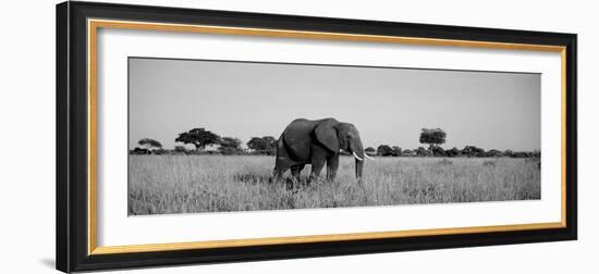 Elephant Tarangire Tanzania Africa-null-Framed Photographic Print