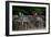 Elephant Terrace II-Erin Berzel-Framed Photographic Print