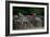 Elephant Terrace II-Erin Berzel-Framed Photographic Print