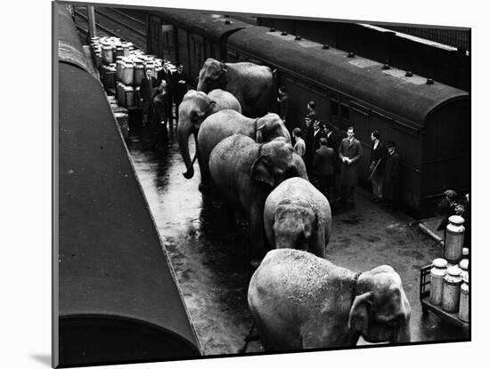 Elephant Train Ride-null-Mounted Photographic Print