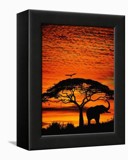 Elephant Under Broad Tree-Jim Zuckerman-Framed Premier Image Canvas