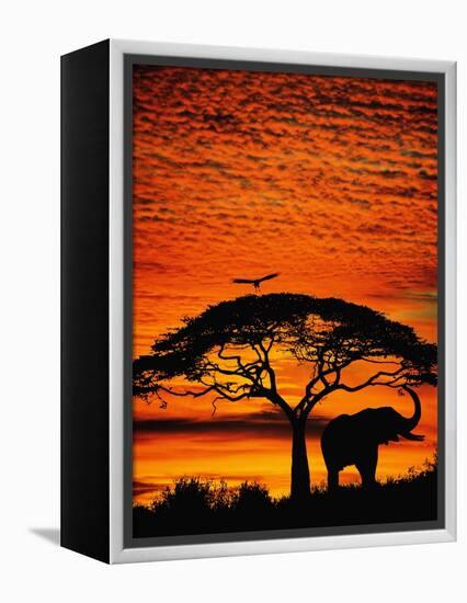 Elephant Under Broad Tree-Jim Zuckerman-Framed Premier Image Canvas