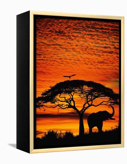 Elephant Under Broad Tree-Jim Zuckerman-Framed Premier Image Canvas