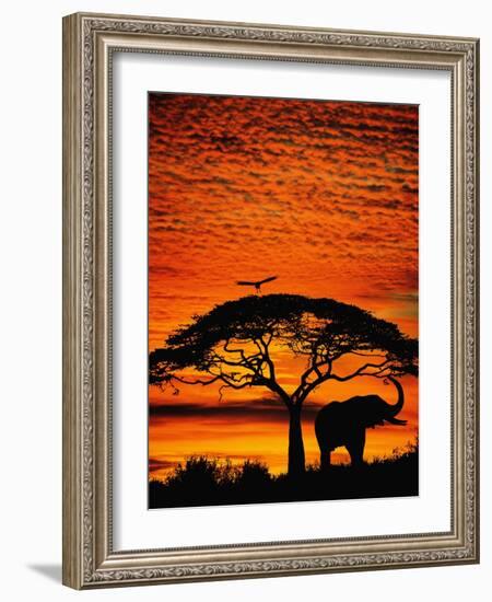 Elephant Under Broad Tree-Jim Zuckerman-Framed Photographic Print