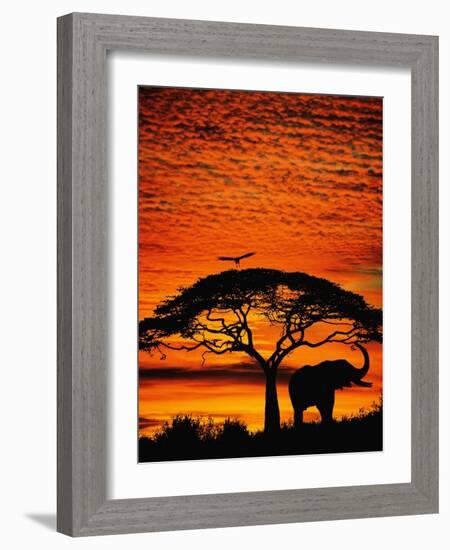 Elephant Under Broad Tree-Jim Zuckerman-Framed Photographic Print