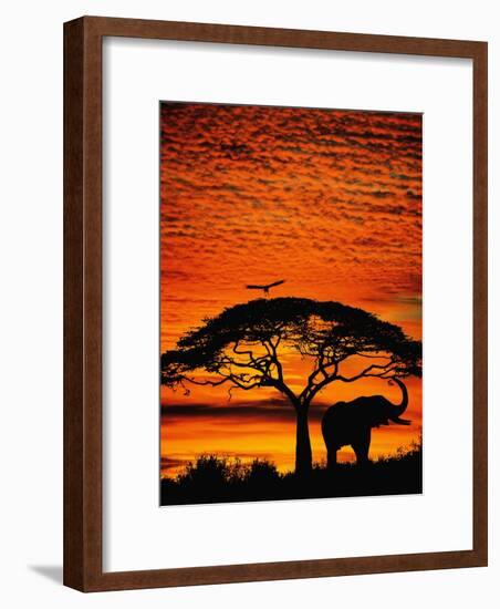 Elephant Under Broad Tree-Jim Zuckerman-Framed Photographic Print