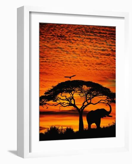 Elephant Under Broad Tree-Jim Zuckerman-Framed Photographic Print