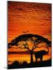 Elephant Under Broad Tree-Jim Zuckerman-Mounted Photographic Print