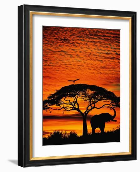 Elephant Under Broad Tree-Jim Zuckerman-Framed Photographic Print