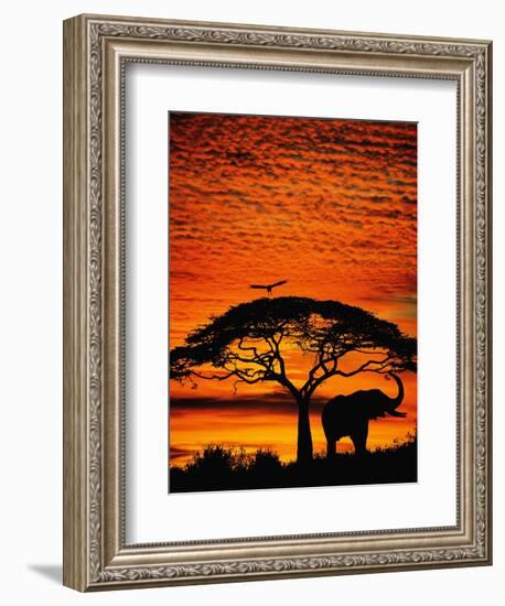 Elephant Under Broad Tree-Jim Zuckerman-Framed Photographic Print