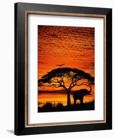 Elephant Under Broad Tree-Jim Zuckerman-Framed Photographic Print