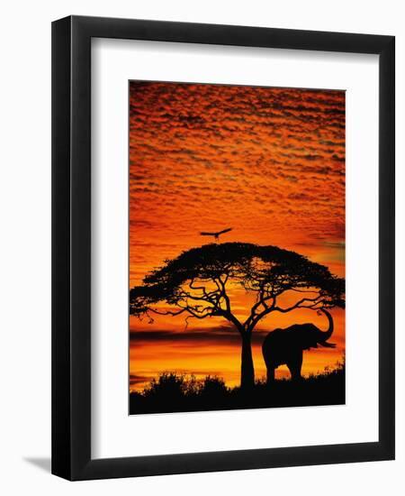 Elephant Under Broad Tree-Jim Zuckerman-Framed Photographic Print