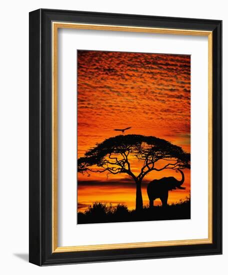 Elephant Under Broad Tree-Jim Zuckerman-Framed Photographic Print