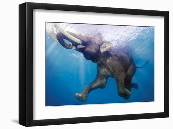 Elephant Underwater-null-Framed Art Print