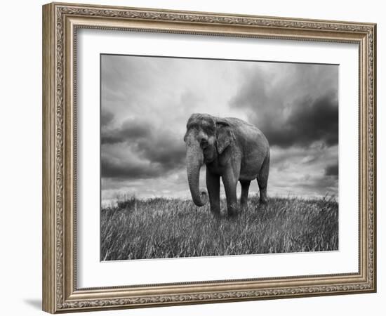 Elephant Walking on the Grass-abracadabra99-Framed Photographic Print