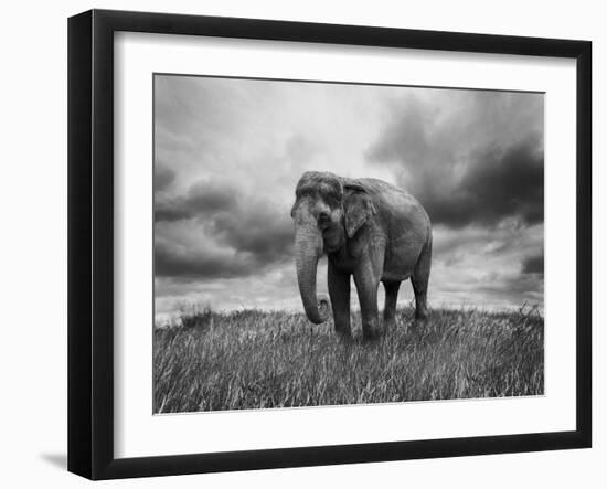 Elephant Walking on the Grass-abracadabra99-Framed Photographic Print