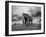 Elephant Walking on the Grass-abracadabra99-Framed Photographic Print