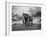 Elephant Walking on the Grass-abracadabra99-Framed Photographic Print