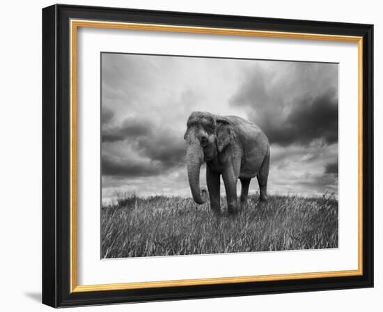 Elephant Walking on the Grass-abracadabra99-Framed Photographic Print