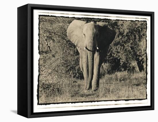 Elephant Walking Towards Camera in African Bush, Tanzania-Paul Joynson Hicks-Framed Premier Image Canvas