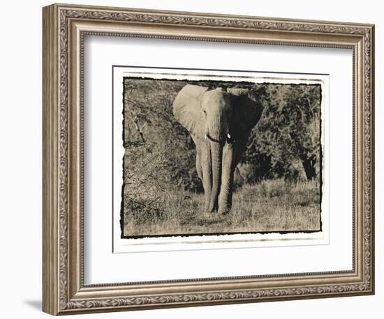 Elephant Walking Towards Camera in African Bush, Tanzania-Paul Joynson Hicks-Framed Photographic Print