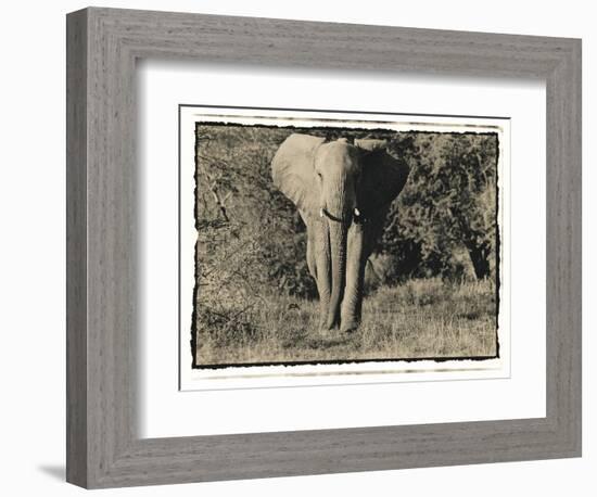 Elephant Walking Towards Camera in African Bush, Tanzania-Paul Joynson Hicks-Framed Photographic Print