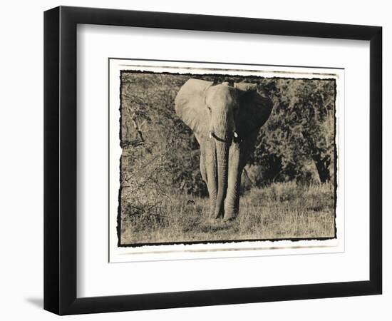 Elephant Walking Towards Camera in African Bush, Tanzania-Paul Joynson Hicks-Framed Photographic Print