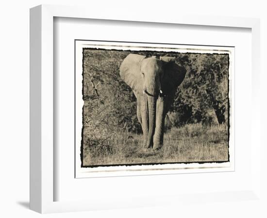 Elephant Walking Towards Camera in African Bush, Tanzania-Paul Joynson Hicks-Framed Photographic Print