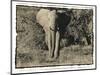 Elephant Walking Towards Camera in African Bush, Tanzania-Paul Joynson Hicks-Mounted Photographic Print