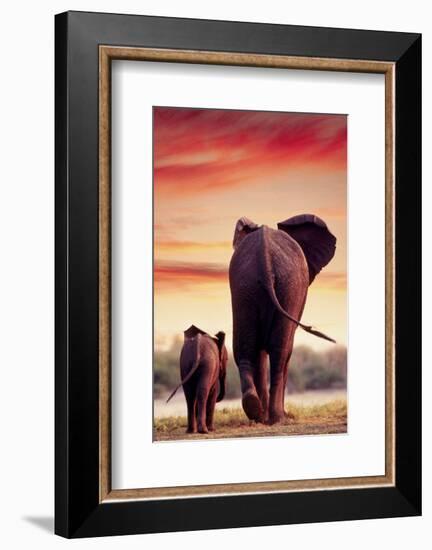 Elephant Walking with Calf-null-Framed Art Print