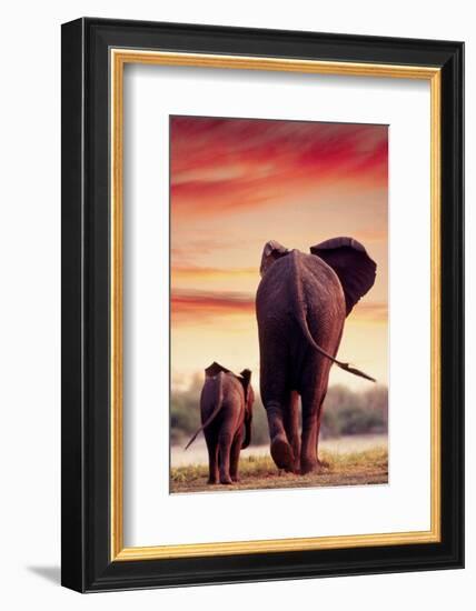 Elephant Walking with Calf-null-Framed Art Print