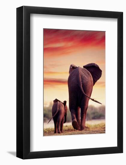 Elephant Walking with Calf-null-Framed Art Print