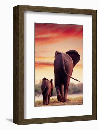 Elephant Walking with Calf-null-Framed Art Print