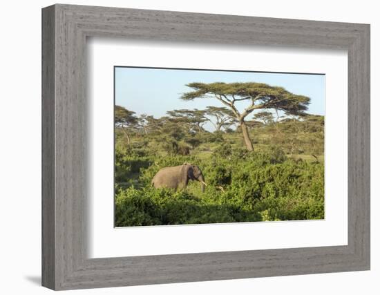 Elephant Walks Through Jungle Landscape, Ngorongoro, Tanzania-James Heupel-Framed Photographic Print