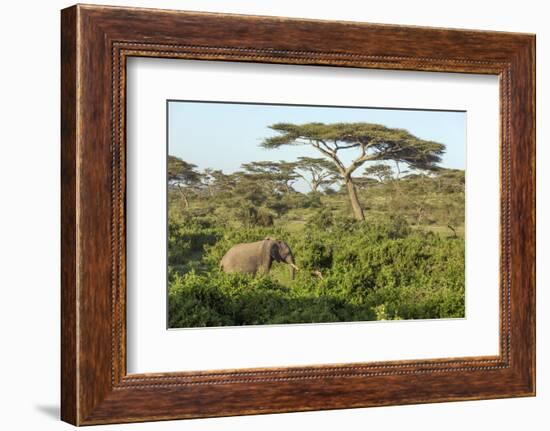 Elephant Walks Through Jungle Landscape, Ngorongoro, Tanzania-James Heupel-Framed Photographic Print