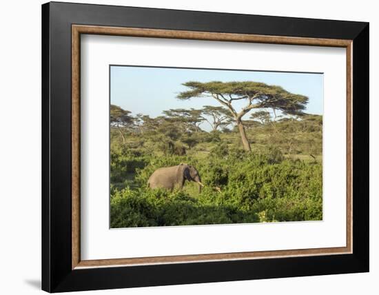 Elephant Walks Through Jungle Landscape, Ngorongoro, Tanzania-James Heupel-Framed Photographic Print