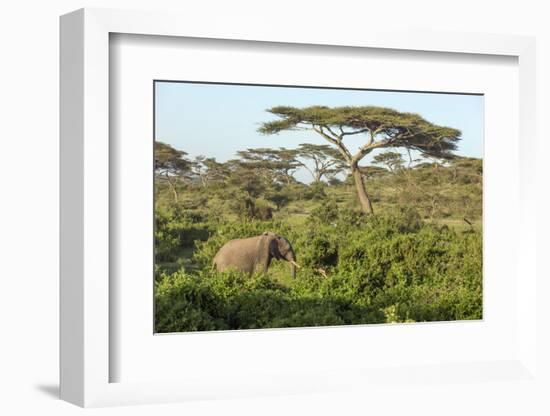 Elephant Walks Through Jungle Landscape, Ngorongoro, Tanzania-James Heupel-Framed Photographic Print