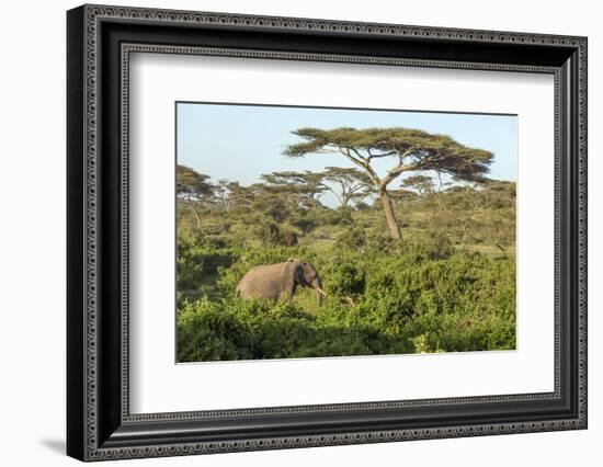 Elephant Walks Through Jungle Landscape, Ngorongoro, Tanzania-James Heupel-Framed Photographic Print