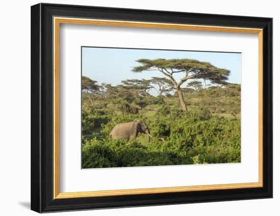 Elephant Walks Through Jungle Landscape, Ngorongoro, Tanzania-James Heupel-Framed Photographic Print