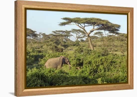 Elephant Walks Through Jungle Landscape, Ngorongoro, Tanzania-James Heupel-Framed Premier Image Canvas