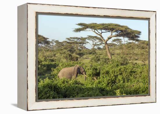 Elephant Walks Through Jungle Landscape, Ngorongoro, Tanzania-James Heupel-Framed Premier Image Canvas