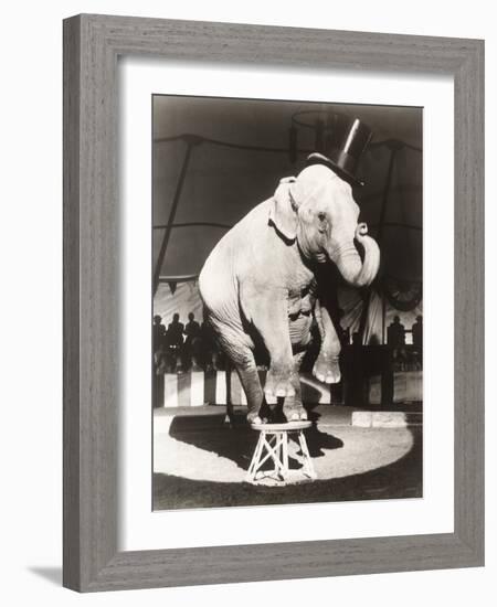 Elephant Wearing Top Hat Performing on Stool in Circus-null-Framed Photo