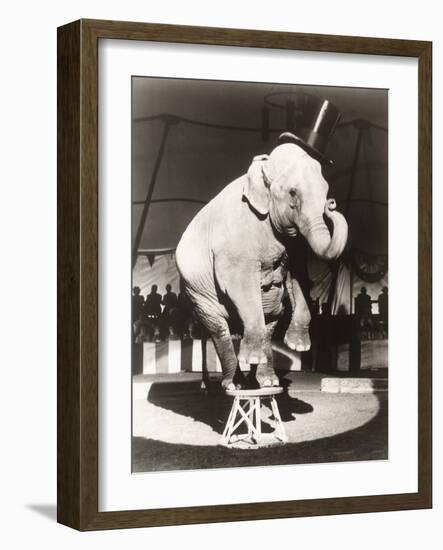Elephant Wearing Top Hat Performing on Stool in Circus-null-Framed Photo