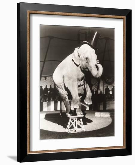 Elephant Wearing Top Hat Performing on Stool in Circus-null-Framed Photo